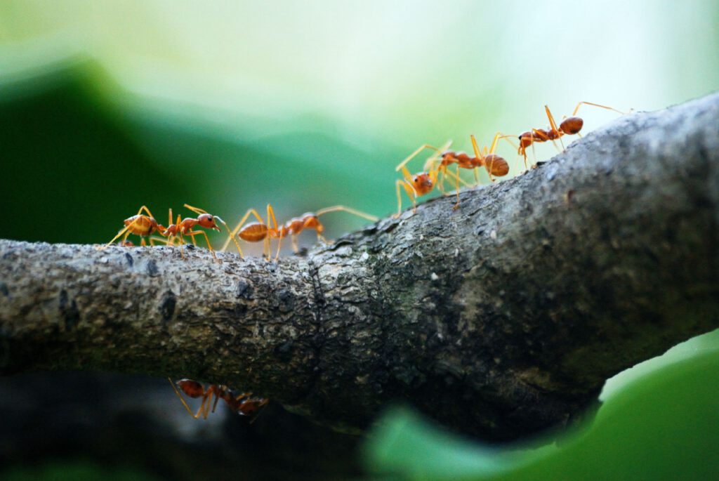 Orange ants walking on the tree