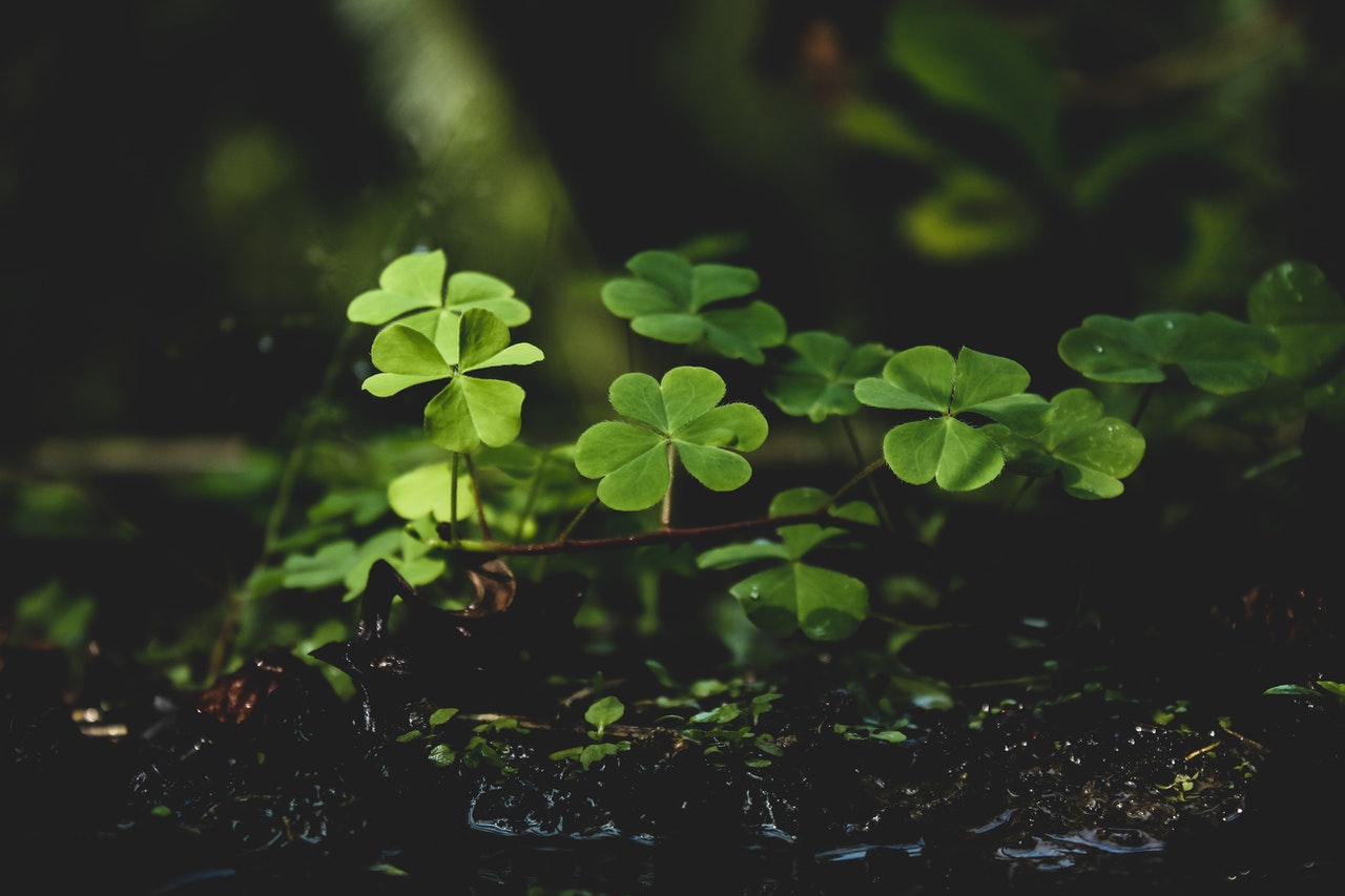 Beautiful clover growing in the garden