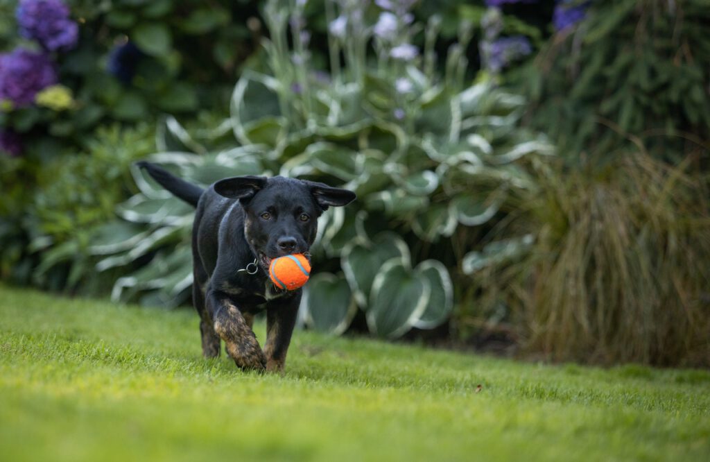 Black dog is running around the garden