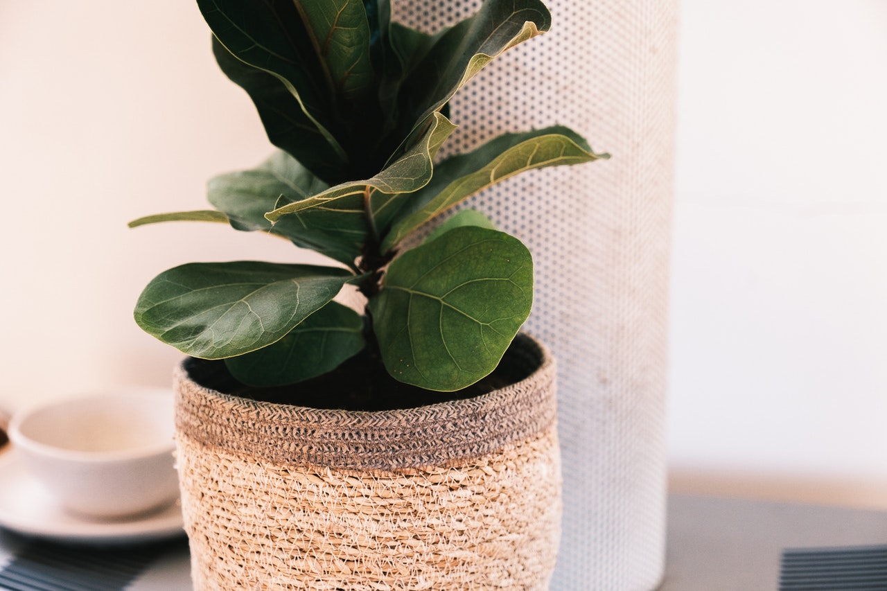 Fiddle leaf fig indoors