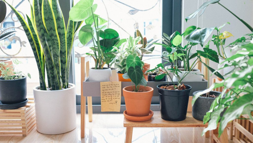 Beautiful display of indoor plants