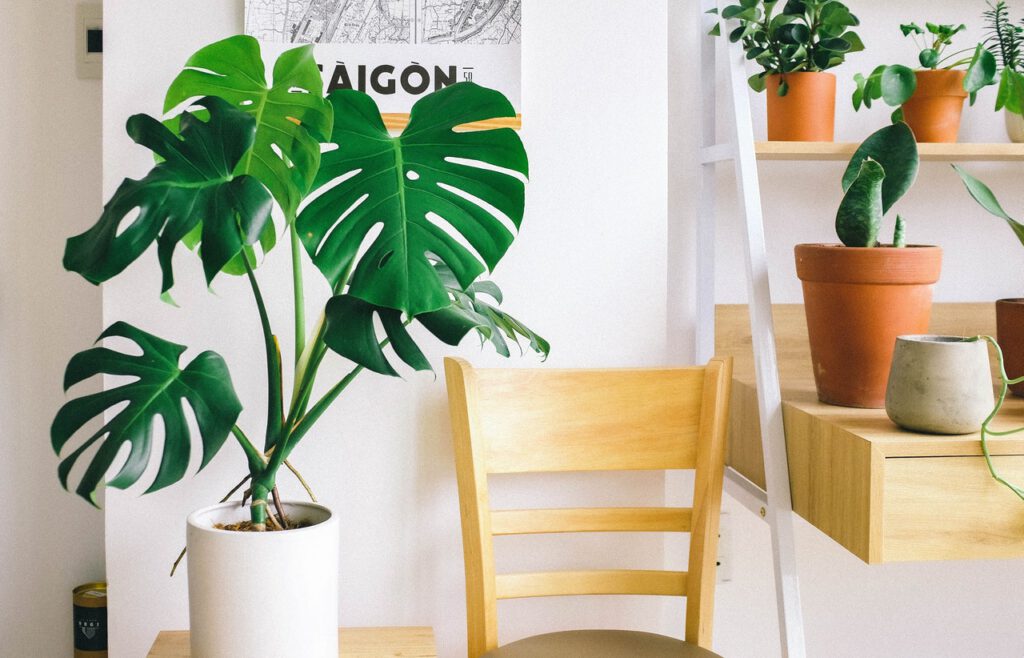 Monstera big idoor plant in white pot