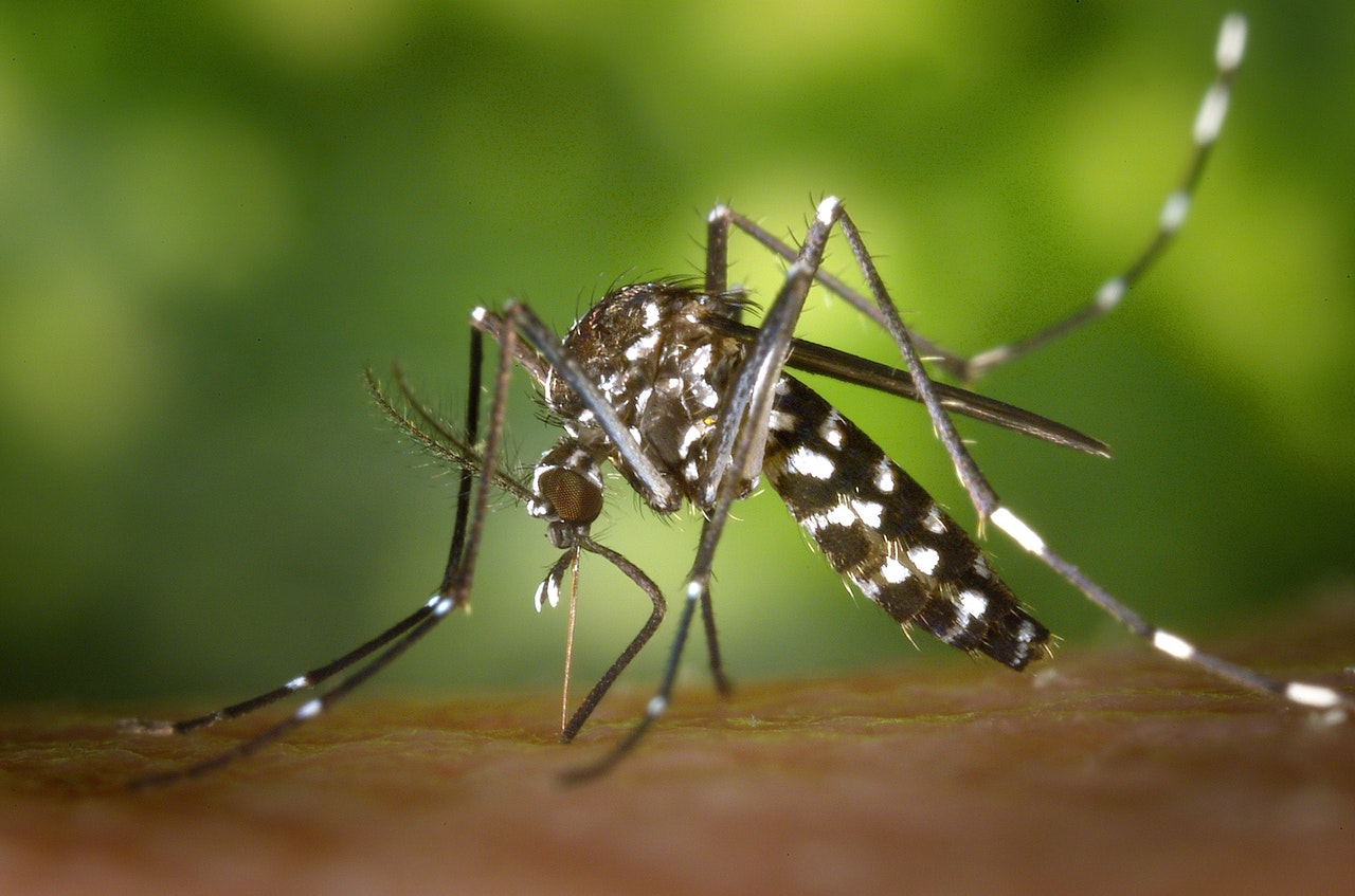 Mosquito sitting on somebodies arm